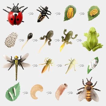 Simulatsioon elutsükli Putukate ja Loomade Kasvu Tsükli Mudelid,Liblikas,Konn Tegevus Arvandmete Kogumine Teadus, Haridus Mänguasjad Kid